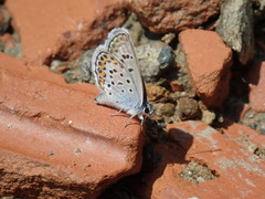 Plebejus argus