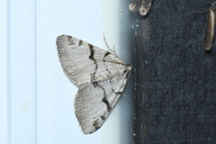 Macaria bitactata