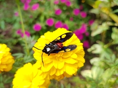 Procalypta victorina