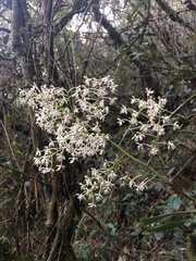 Epidendrum arnoldii