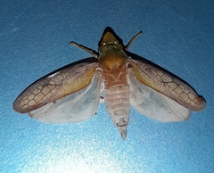 Diestostemma biolleyi