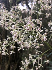 Epidendrum arnoldii