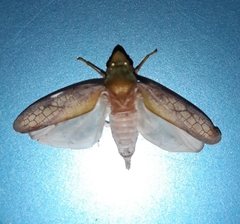 Diestostemma biolleyi