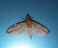 Diestostemma biolleyi