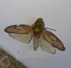 Diestostemma biolleyi