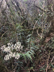 Epidendrum arnoldii