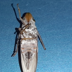 Diestostemma biolleyi