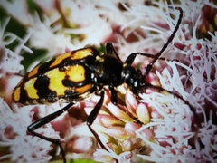 Leptura quadrifasciata