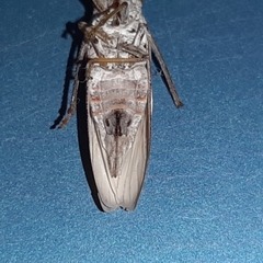 Diestostemma biolleyi