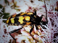 Leptura quadrifasciata