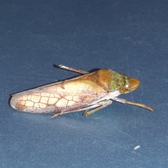 Diestostemma biolleyi