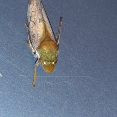 Diestostemma biolleyi