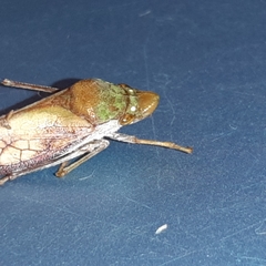 Diestostemma biolleyi