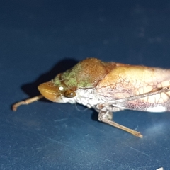 Diestostemma biolleyi