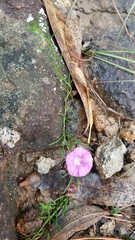Ipomoea capillacea