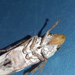 Diestostemma biolleyi