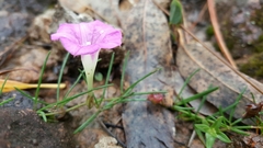 Ipomoea capillacea