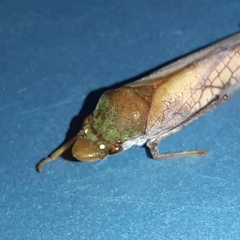 Diestostemma biolleyi