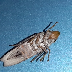 Diestostemma biolleyi