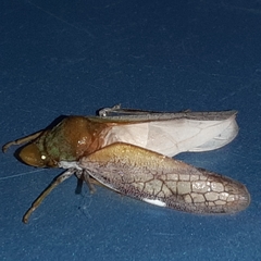 Diestostemma biolleyi