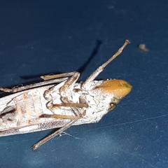 Diestostemma biolleyi