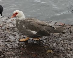 Cairina moschata domestica