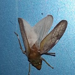 Diestostemma biolleyi