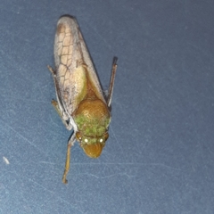 Diestostemma biolleyi