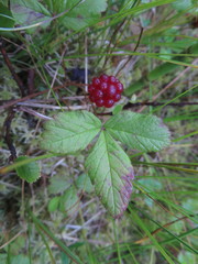 Rubus arcticus