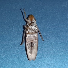 Diestostemma biolleyi