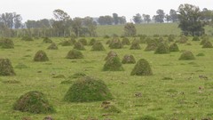 Camponotus punctulatus