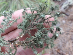 Usnea cirrosa