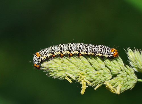 Willow-herb Day-moth