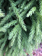 Cryptomeria