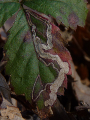 Stigmella villosella