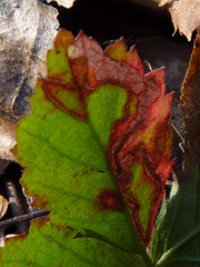 Stigmella villosella