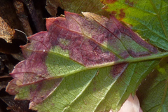 Stigmella villosella