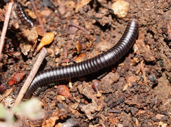 Cambalidae