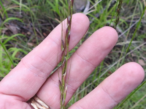 Pringle's Speargrass (Piptochaetium pringlei) · iNaturalist