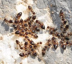 Crematogaster sordidula