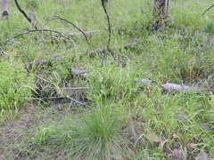 Piptochaetium pringlei