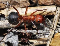 Formica frontalis