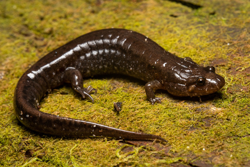 Spotted Dusky Salamander
