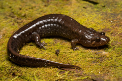 Spotted Dusky Salamander photo 3