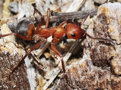 Formica frontalis