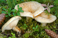 Lactarius auriolla