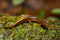 Southern Two-Lined Salamander photo 4