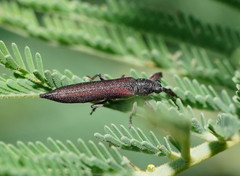 Rhinotia phoenicoptera