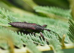 Rhinotia phoenicoptera