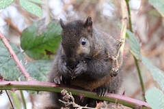 Sciurus carolinensis